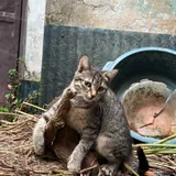 კნუტი ჟორიკი, 3 თვის 6