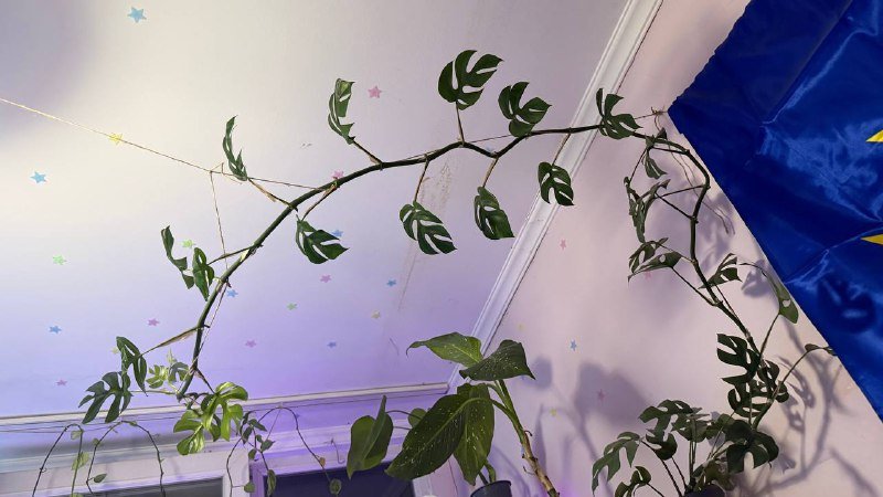 Аглаонема, Сингониум, Филодендрон, Рафидофора, Фикус вариегатный, Драцена большая 5