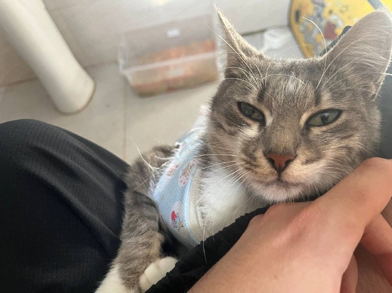Кошка Слинки ищет дом 2