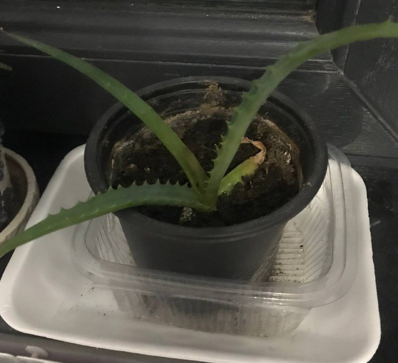 Росток алоэ и каланхоэ