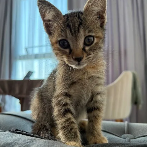 Котенок