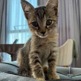 Котенок 1