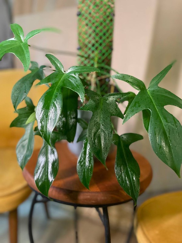 Philodendron squamiferum, Philodendron Florida goest, Аглаонема Мария Кристина, Диффенбахия 2