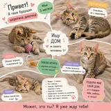 Котята в добрые руки 5