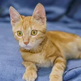 Рыжий котёнок Батон 3