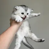 Scottish Straight котята 3