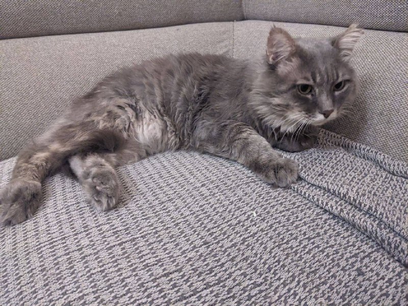 Ласковый серый котик 2