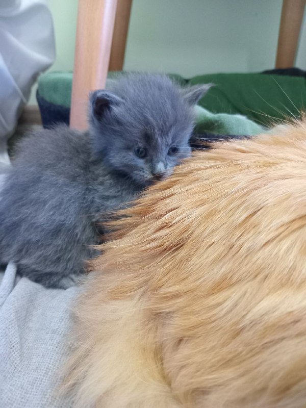 Котята 2