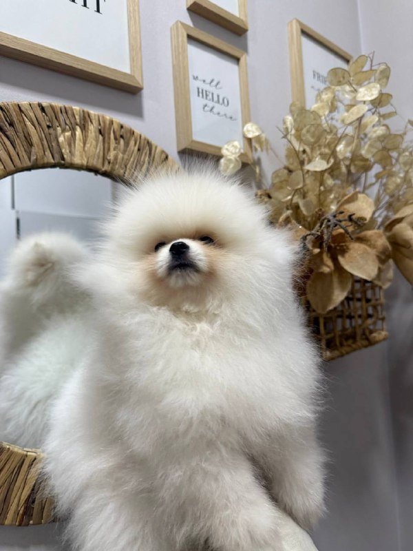 Белый пушистый щенок померанского шпица