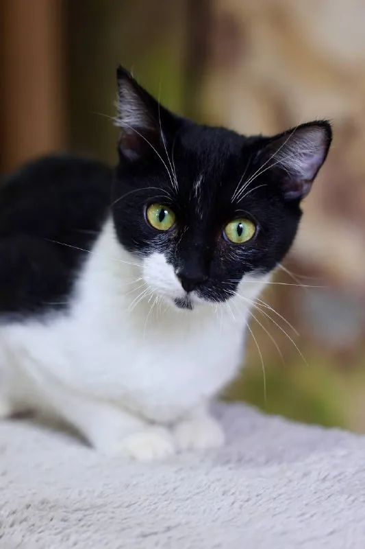 Котик 1