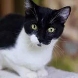 Котик 1