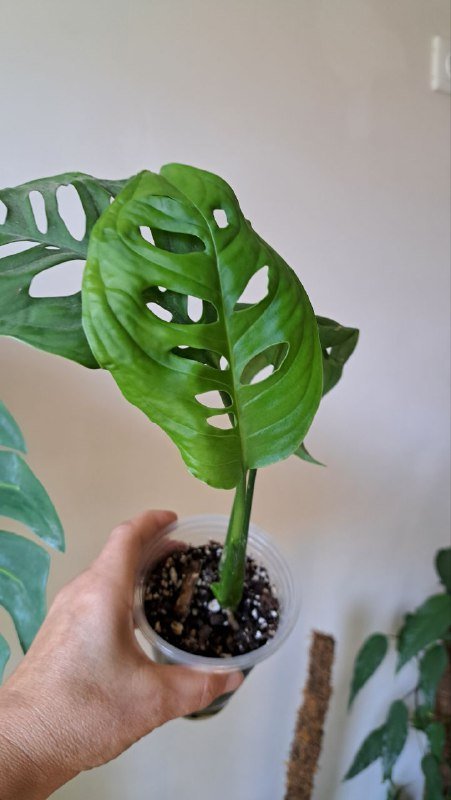 Аглаонема, коладиум, пиннатум марбл, алоказия, платицериум, хойя, монстера 10
