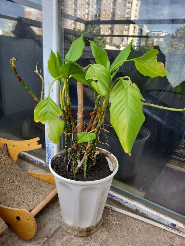 Растение цветок в горшке с тарелкой