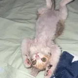 Морошка, котёнок 7