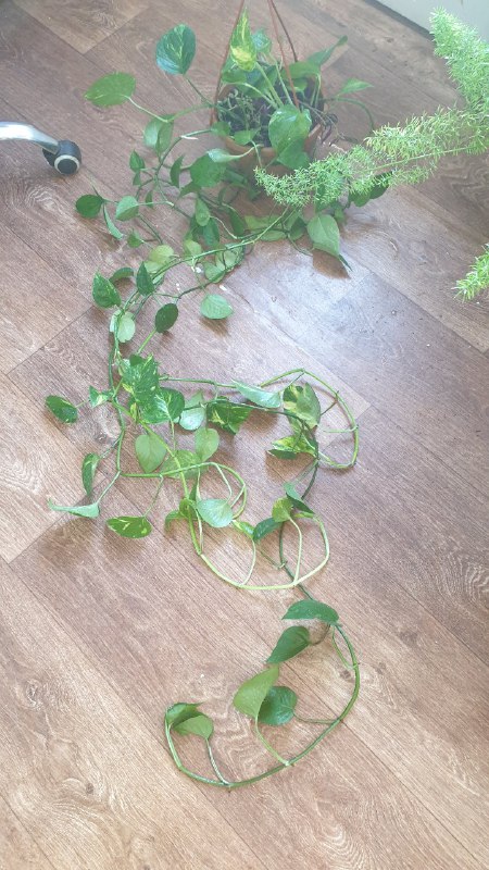 Монстера, Сциндапсус 2