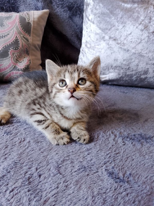 Котенок девочка Мирослава ищет дом