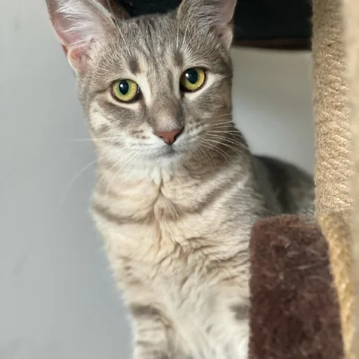 Котенок Алита
