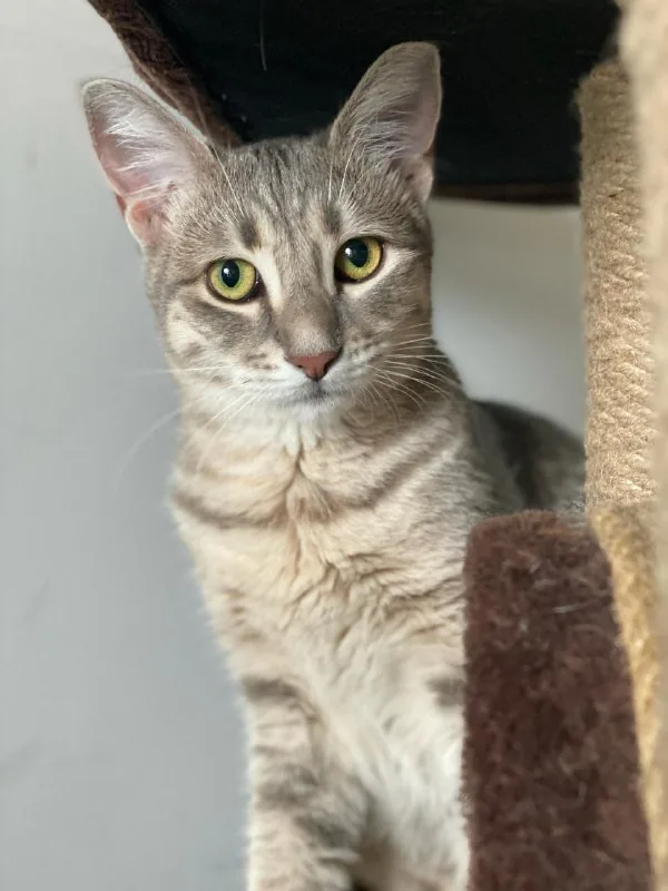 Котенок Алита 1