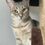 Котенок Алита 1