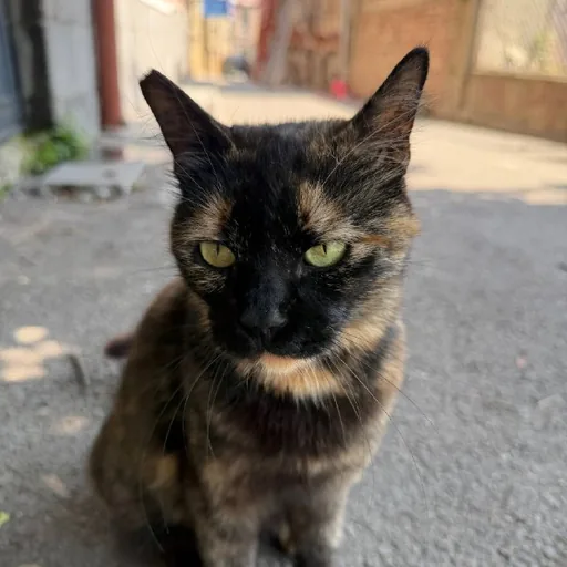 Кошка