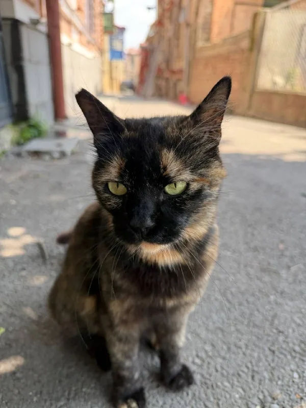 Кошка