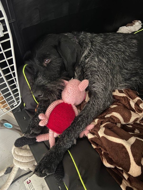 Переноска Ferplast Atlas 80, матрас и колесики для крупной собаки 5