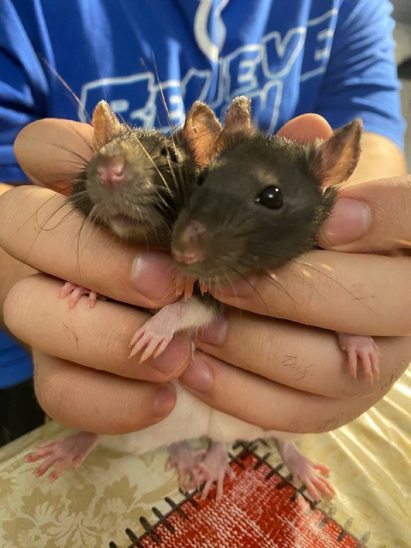 Крысы Пирожок и Огурчик с клеткой 2