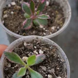 Суккуленты разных сортов 6