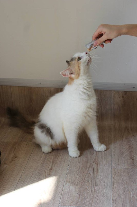 Кошка Джульетта для дома 3