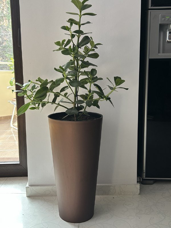 Клузия с горшком высотой 130 см