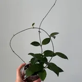 Комнатные растения, цветы 8