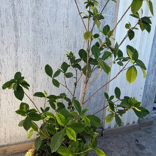 Гардения жасминовидная