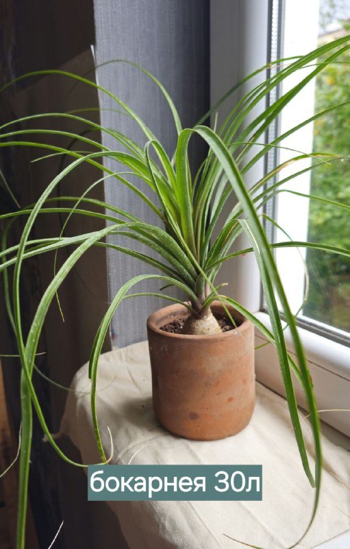 Книги и домашние растения 5