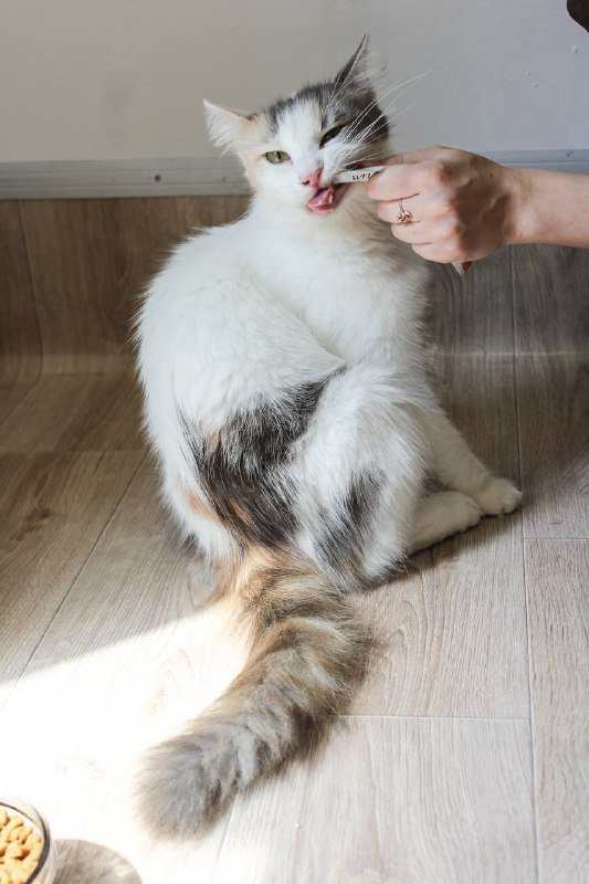 Кошка Джульетта для дома 2