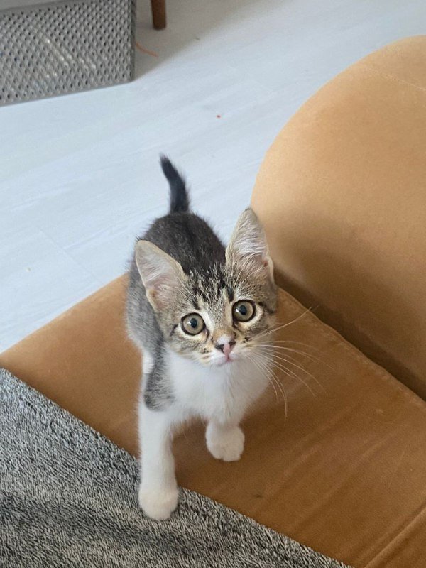 Котенок девочка Сулико ищет дом 2