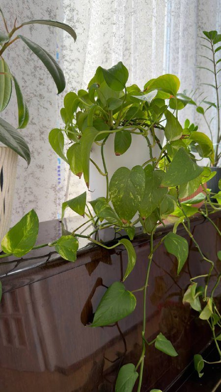 Комнатные растения в горшках, 5 штук 2