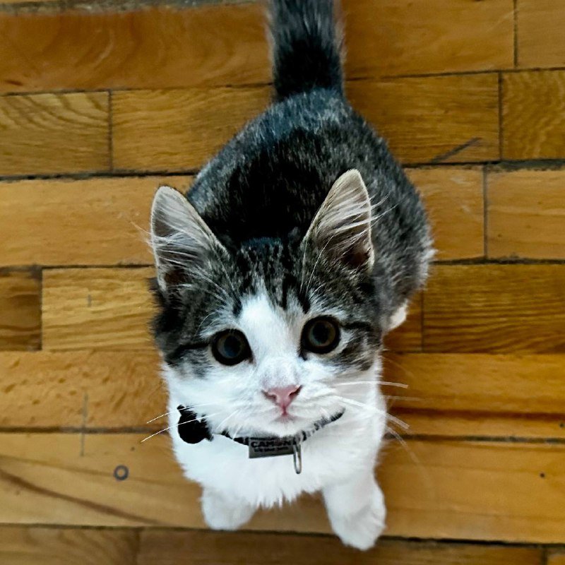 Котенок Скутер ищет дом