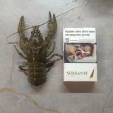 Живые раки, рыба 3