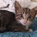 Котенок 3