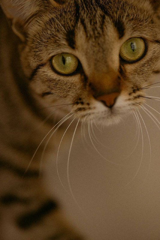 Кошечка 1.5 года ищет дом 3