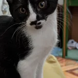 Кошка Пандора, котёнок 5
