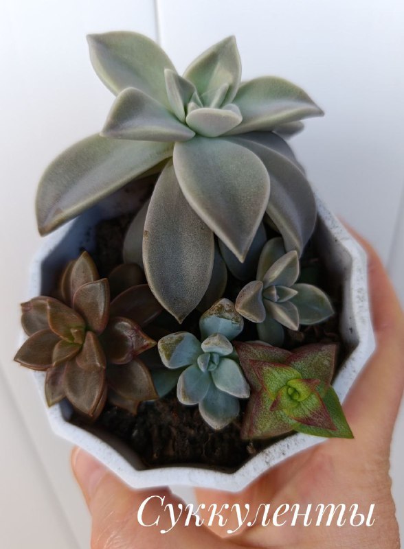 Декабрист, Красула Голлум, Суккуленты, Денежное дерево 6