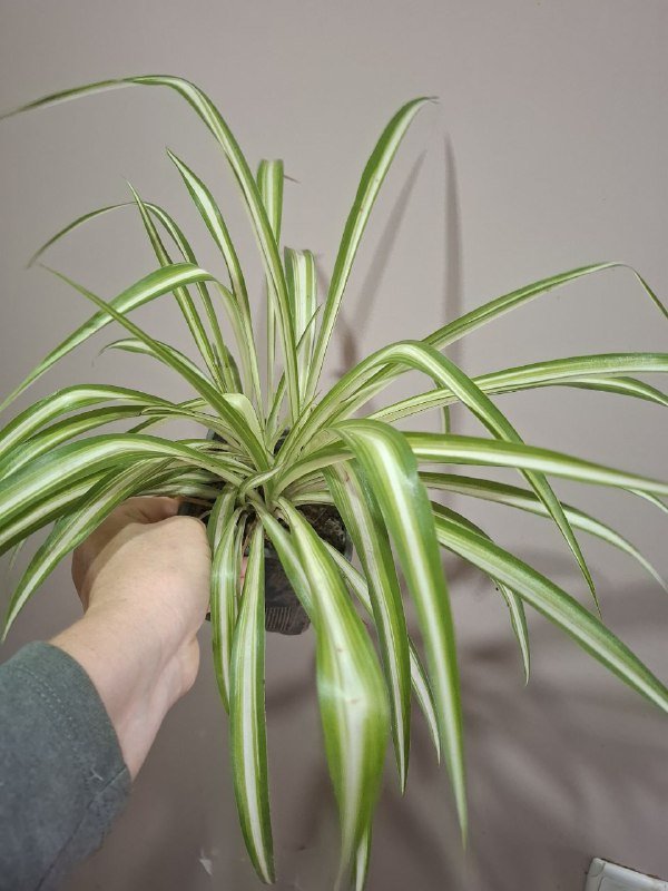 Аспарагус, рафидофора монстера, перец, хлорофитум, суккуленты, папоротник, мини монстера 5