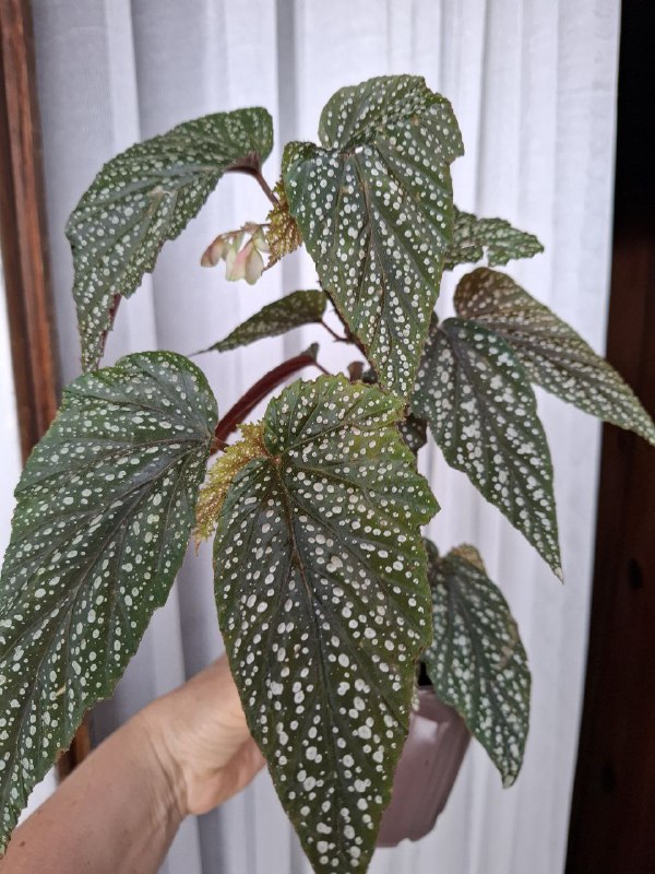 Монстеры, ъикс крупнолистный, стромантес, шеффлера, суккуленты, бегония 9