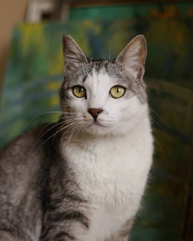 кошка Мишель