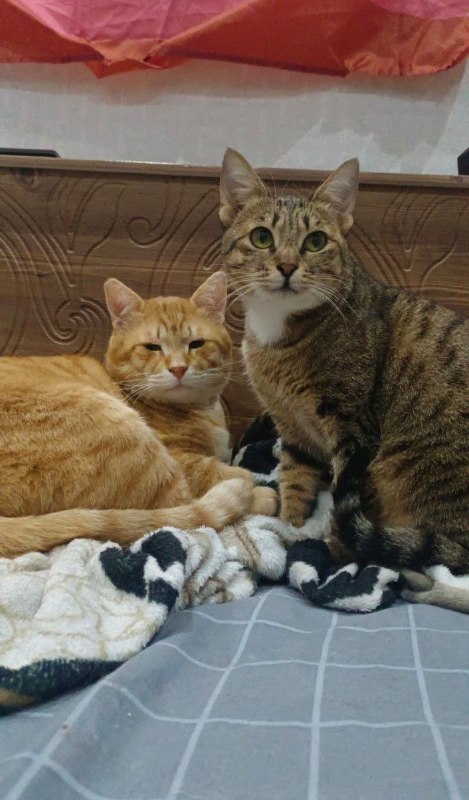 Коты Лео и Твигги ищут дом