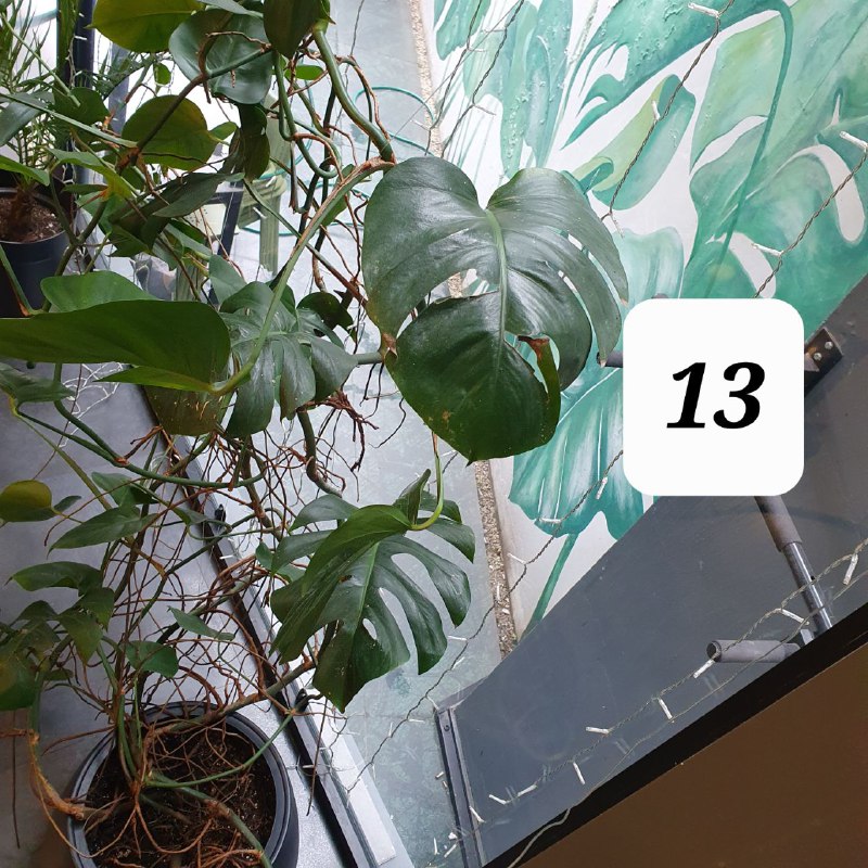 Цветы в горшках, домашние растения, взрослые деревья 8