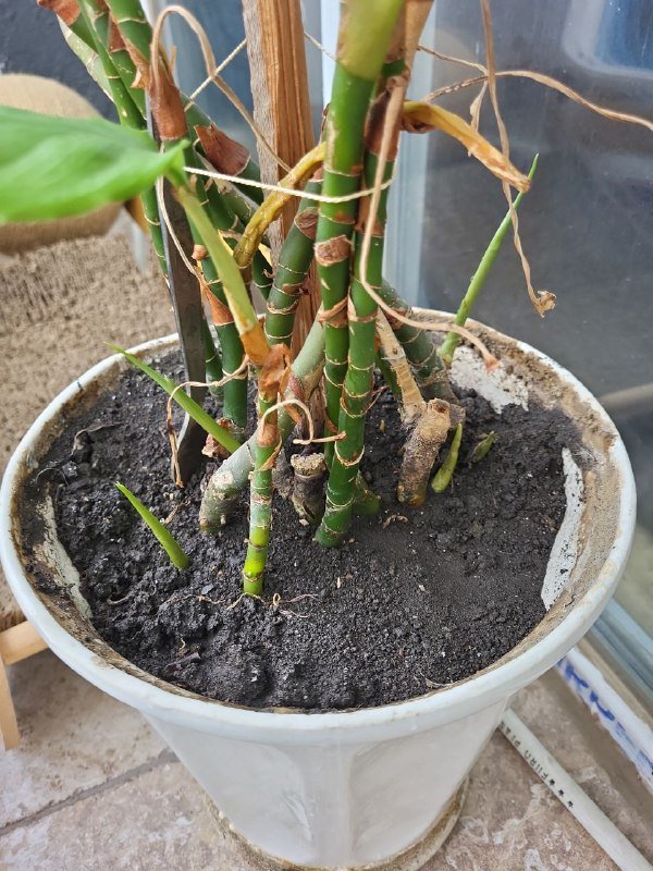 Растение цветок в горшке с тарелкой 2