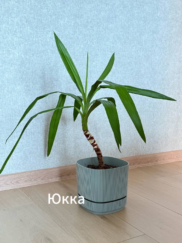 Денежное дерево, Спатифиллюм, Юкка, Авокадо, Лимон 3