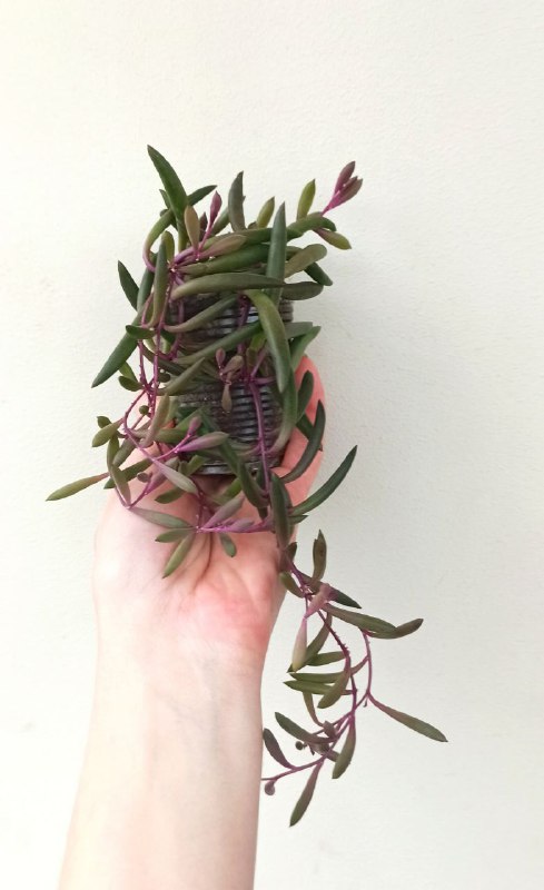 Фиалки, Оттона, Бегония, Сингониум, Хойя 3